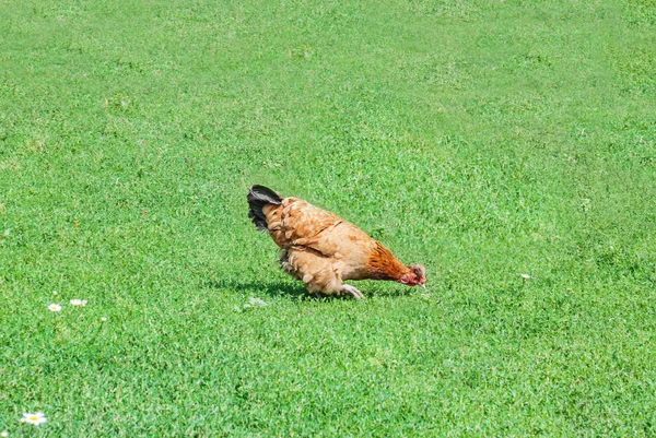 Frango marrom na grama verde — Fotografia de Stock