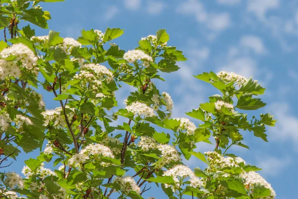 Flores de espino blanco — Foto de Stock
