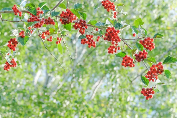 빨간 호손 딸기와 여름 배경 — 스톡 사진