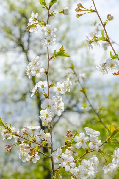 Cherry flowers in the spring garden — Stock Photo, Image