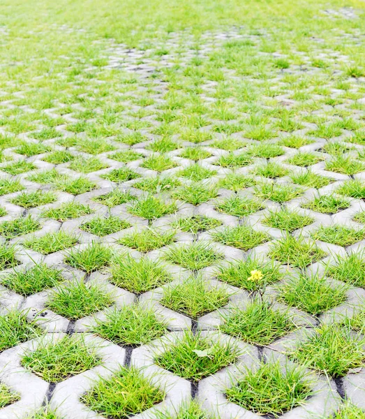 Eco-friendly parking with green grass