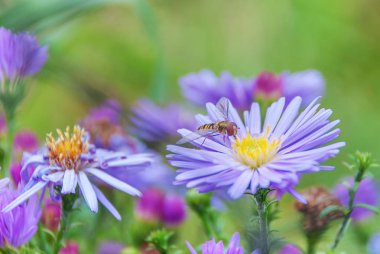 Hoverfly mavi bir flowe üzerinde