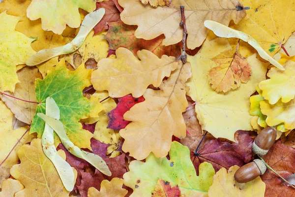 Fondo con hojas multicolores — Foto de Stock