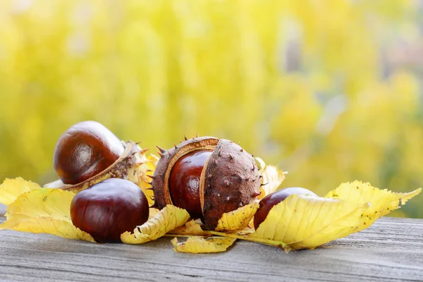 Natura morta autunnale con castagne — Foto Stock