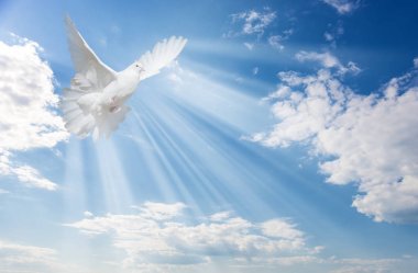 White dove against blue sky with white clouds clipart