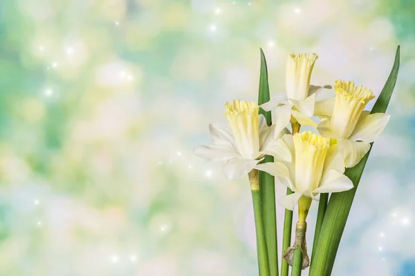 Beautiful  Narcissus on a green background — Stock Photo, Image