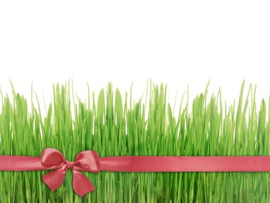 Yeşil çim kırmızı ipek kurdele