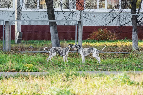 Whippet cani giocano nel parco — Foto Stock