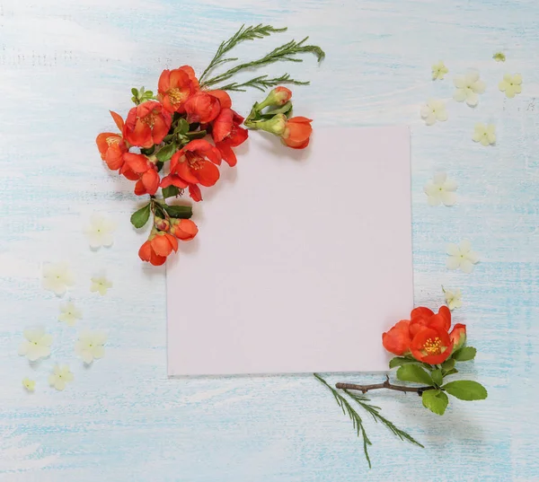 Scrapbook sida med Chaenomeles blommor — Stockfoto