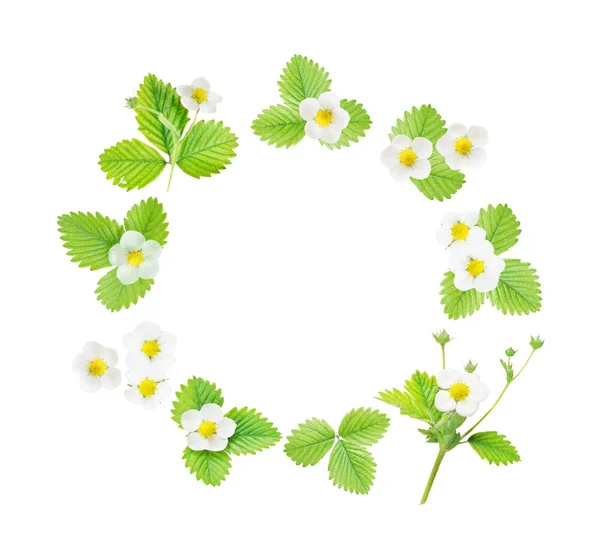 Round frame with flowers and leaves of strawberry — Stock Photo, Image