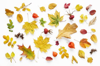 Düşen sonbahar yaprakları