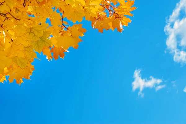 枫叶的秋天背景 — 图库照片