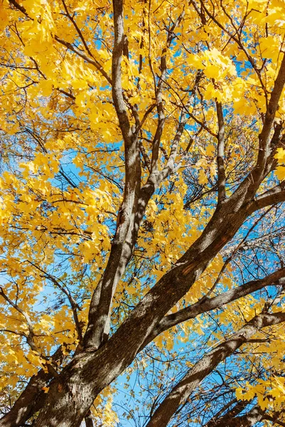 Herfst esdoorn — Stockfoto