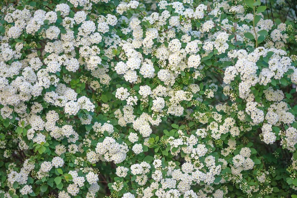 Cerca verde com flores brancas — Fotografia de Stock