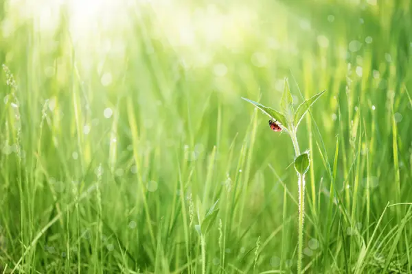 绿草叶上的红瓢虫 — 图库照片