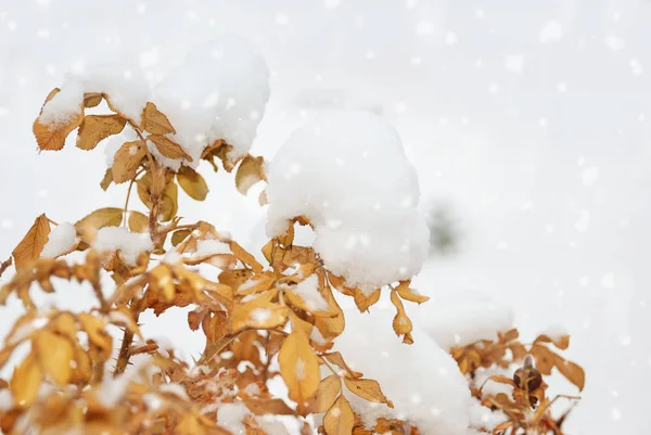 Orange löv under snön — Stockfoto
