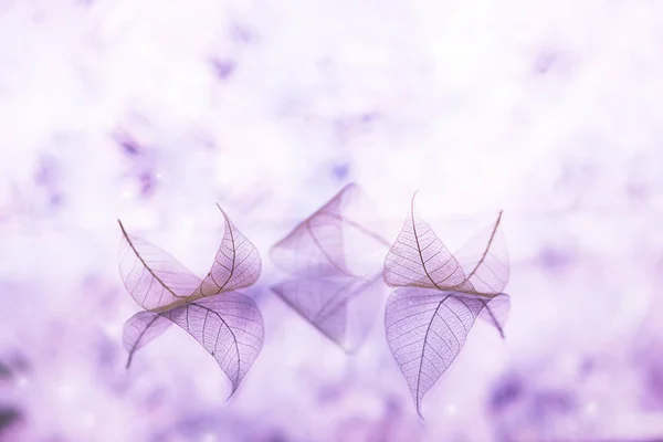 투명 한 흰색 잎 동화 벽지 — 스톡 사진
