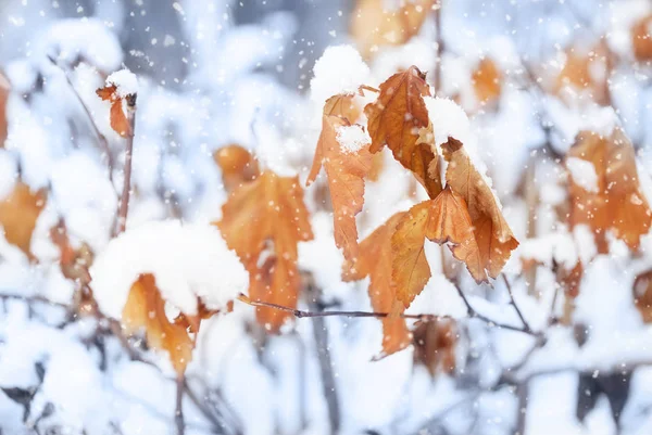 Orangene Blätter unter dem Schnee — Stockfoto