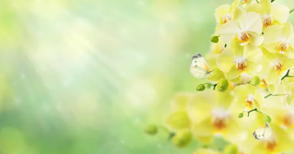 Žluté květy orchidejí — Stock fotografie