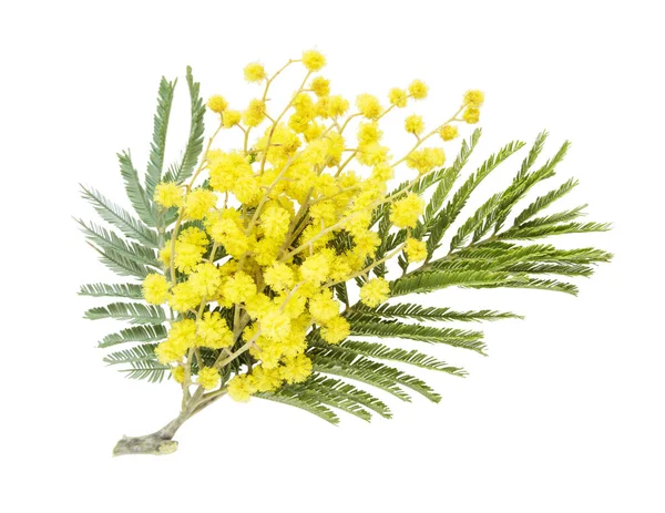 Acacia dealbata flores isoladas em um branco — Fotografia de Stock