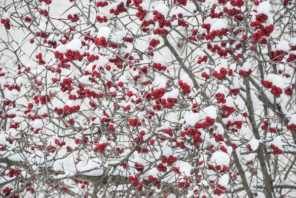 Röda bär av hagtorn under snön — Stockfoto