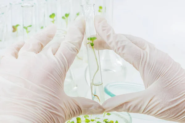 Koncepcja: klonowanie roślin w laboratorium — Zdjęcie stockowe