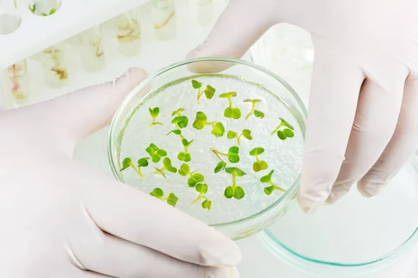 Legumes clonados em laboratório — Fotografia de Stock