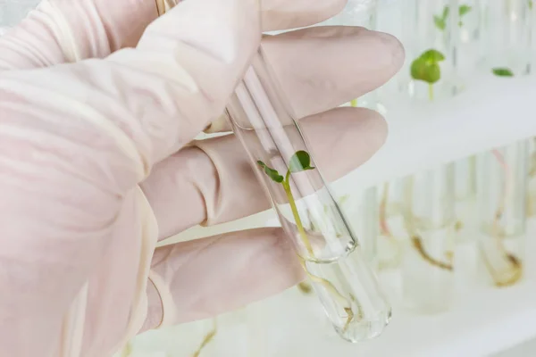 Biotechnologisch onderzoek in het laboratorium — Stockfoto