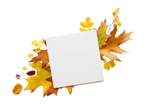 Квадратный лист бумаги и разноцветные опавшие листья — стоковое фото
