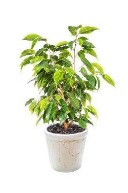 Ficus benjamina beyaz arka plan üzerinde