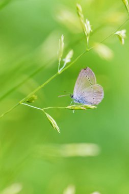 Bir yaz çayırüzerinde Bluebird kelebek