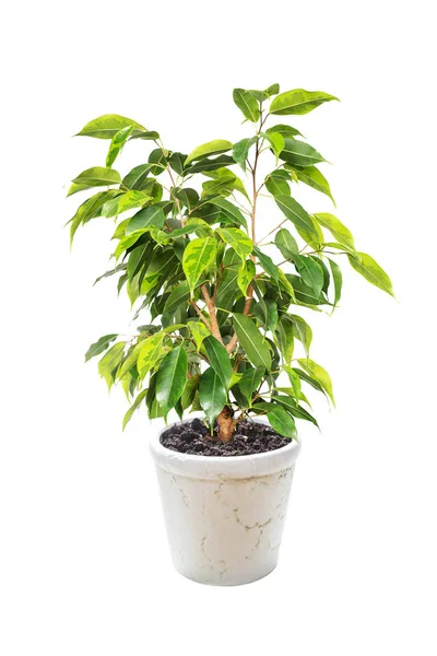 Ficus benjamina auf weißem Hintergrund — Stockfoto