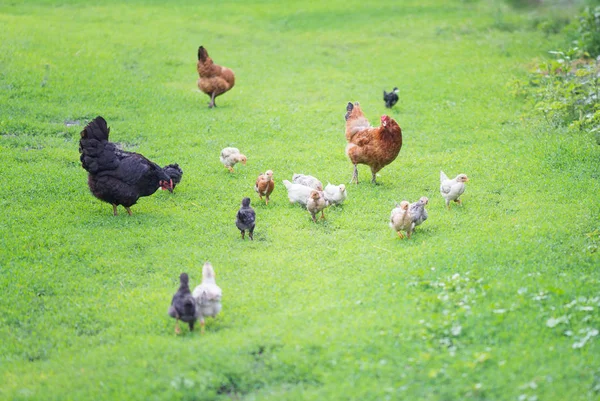 Aves de corral con pollos —  Fotos de Stock