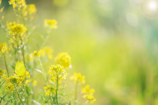 Heldere gele wilde bloemen — Stockfoto