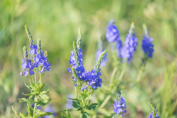 Helder blauwe wilde bloemen — Stockfoto