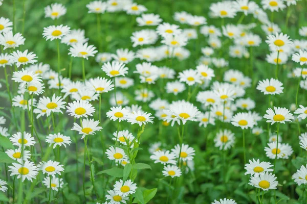 Daisy flowers outdoors — Stock Photo, Image