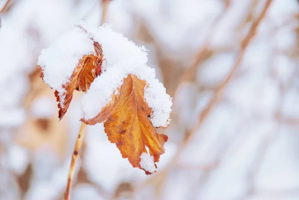 雪の下のオレンジの葉 — ストック写真