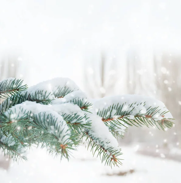 Ветвь ели, покрытая снегом — стоковое фото
