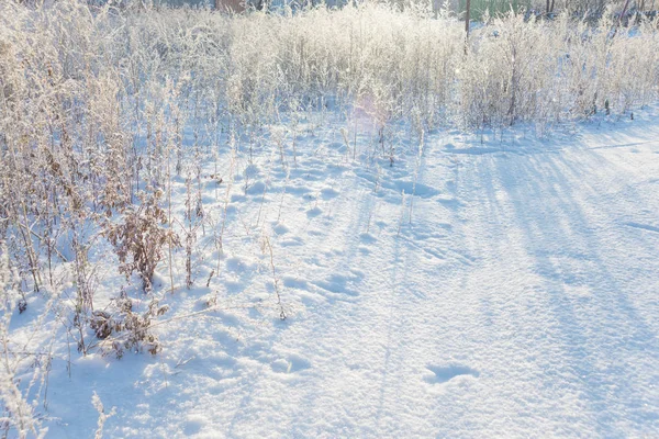 Neve branca em uma grama seca — Fotografia de Stock
