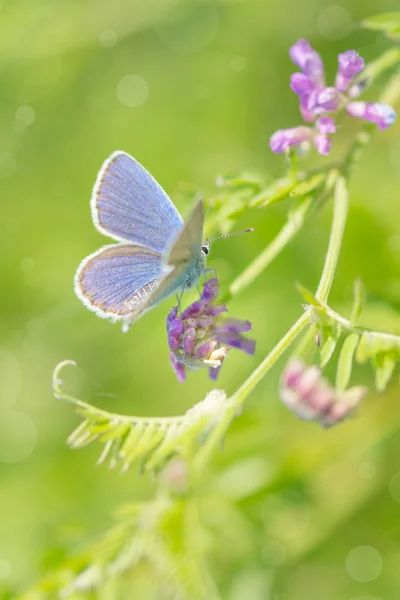 Modrý pták motýl na letní louce — Stock fotografie