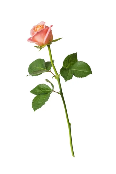 Rosa rosa aislada sobre un fondo blanco —  Fotos de Stock