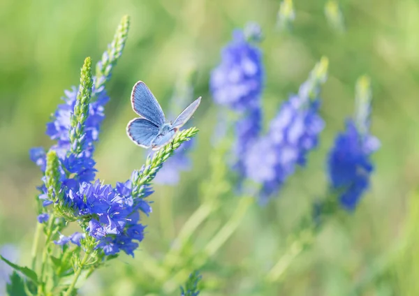 Helder blauwe wilde bloemen en Bluebird Butterfly — Stockfoto
