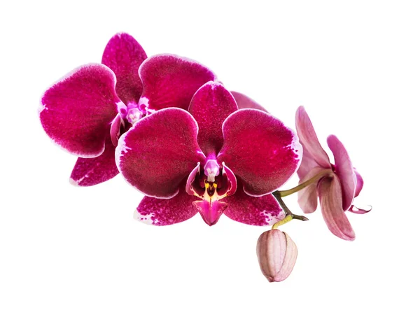 Orquídea vermelha no fundo branco — Fotografia de Stock