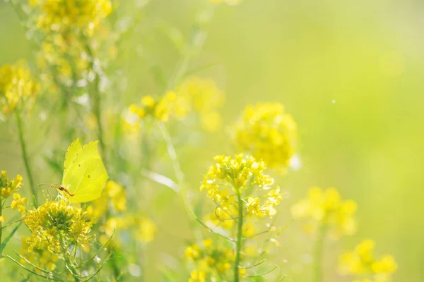 Leuchtend gelbe Wildblumen — Stockfoto