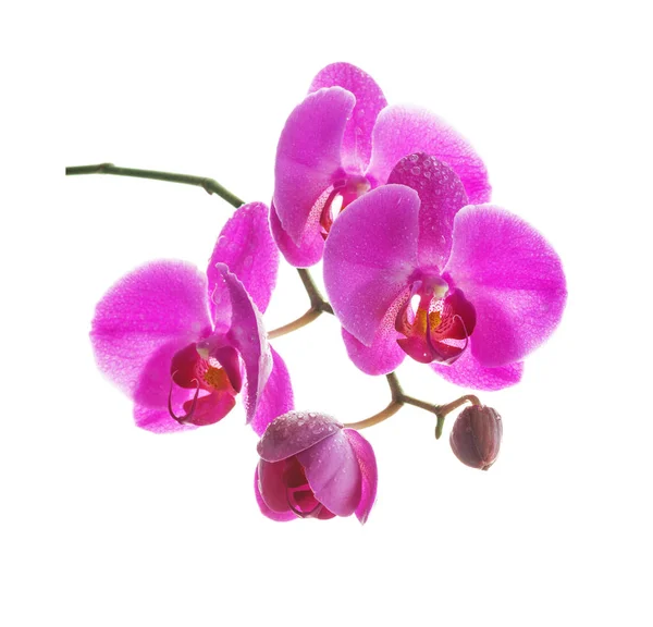 Orchidea rosa su sfondo bianco — Foto Stock