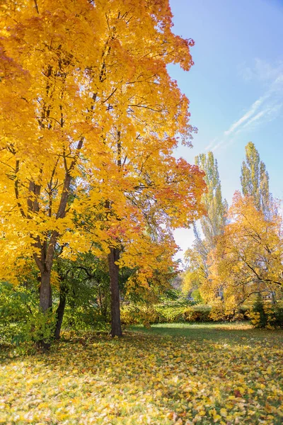 Bright yellow maples in fall — Stock Photo, Image
