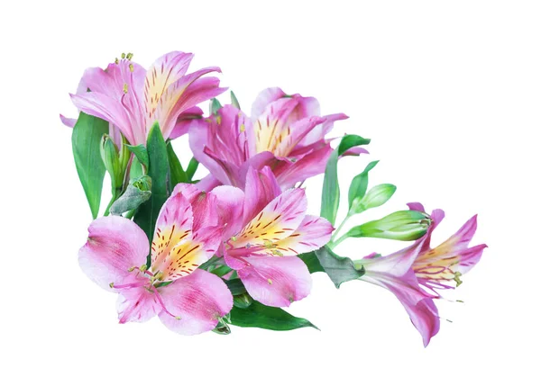 Růžové květy alstroemeria — Stock fotografie