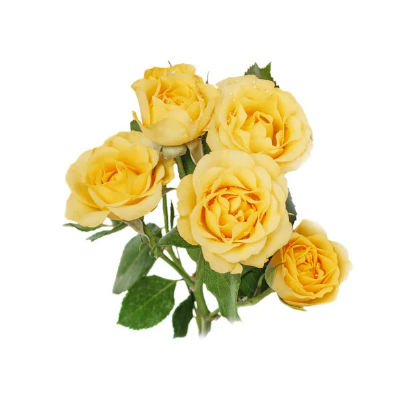 Rosas amarillas sobre fondo blanco —  Fotos de Stock