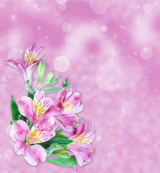 Růžové květy alstroemeria — Stock fotografie