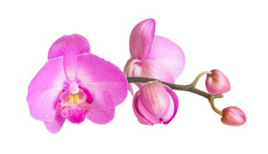 Orkide beyaz üzerine izole